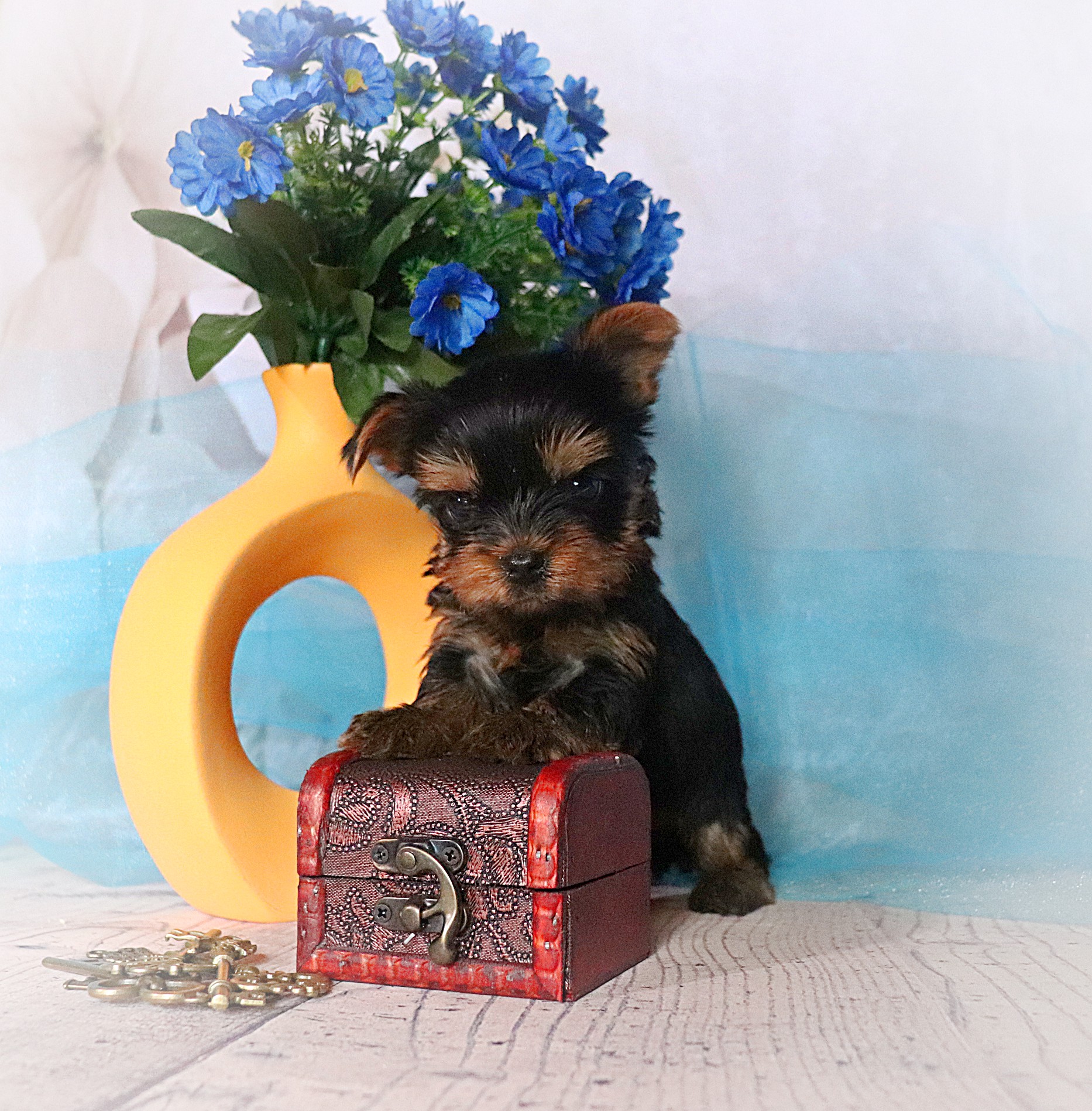 Lesanzh LESANZH EREMEI &mdash; Labaza DogPedigree YorkshireTerrier